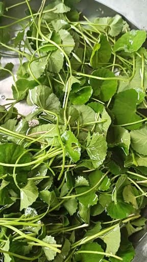 THẦN DƯỢC TỪ SINH TỐ